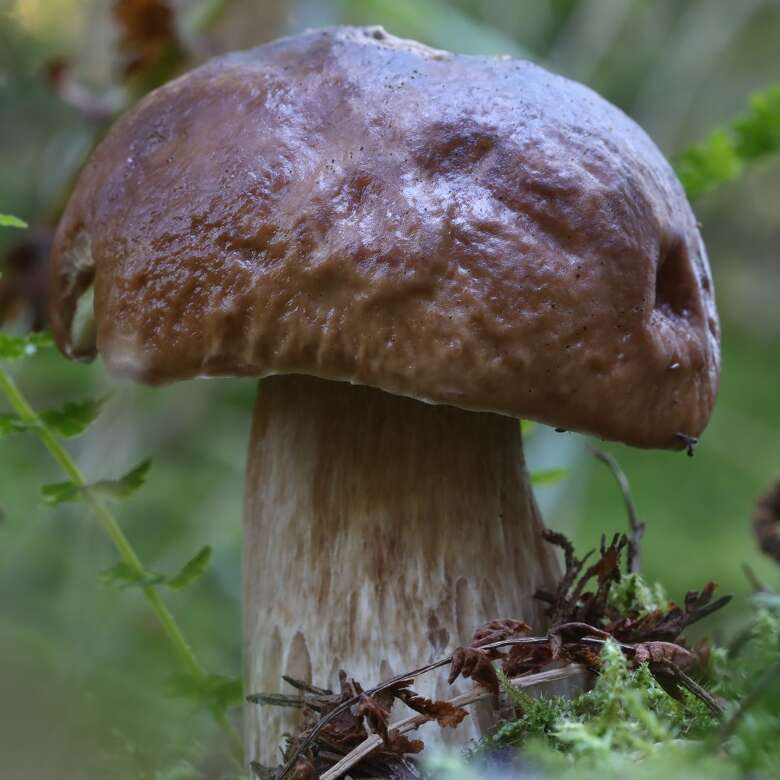 Steinpilz im Wald