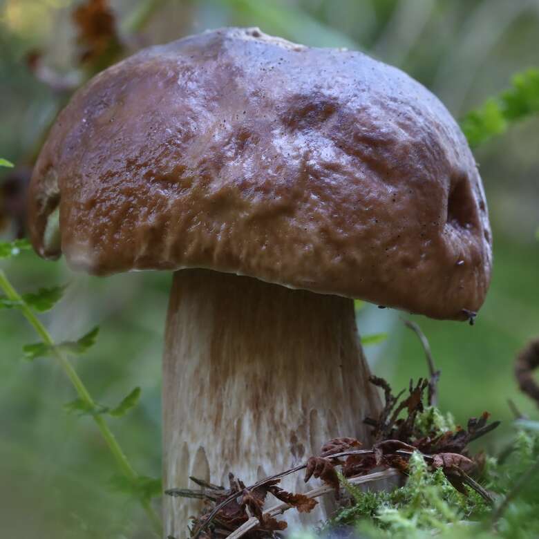 Steinpilz im Wald