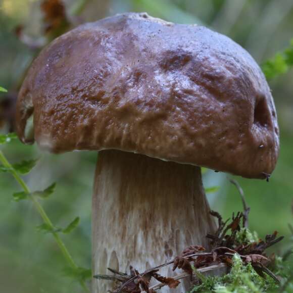 Ein großer Steinpilz.