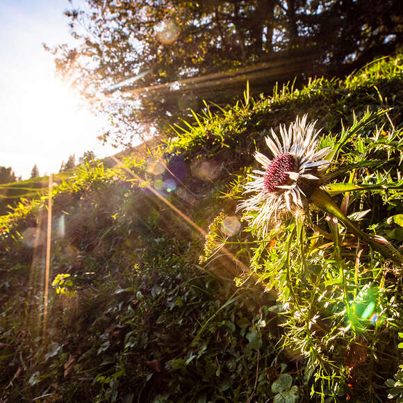 Die Allgäuer Natur für Vitalität und Gesundheit in Oberstaufen