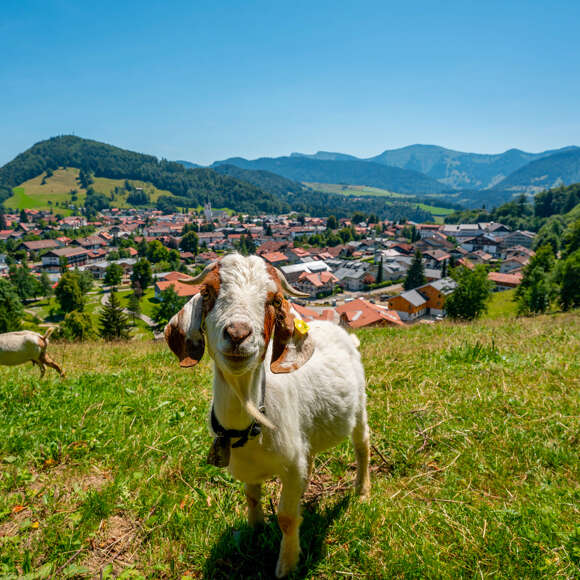 Ziege vor dem Ortspanorama von Oberstaufen und den Bergen an einem Sommertag.