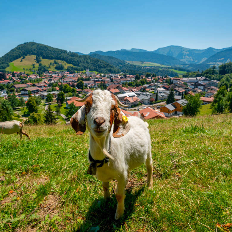 Ausblick vom Oberen Panoramaweg über Oberstaufen mit Allgäuer Bergen.