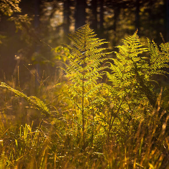 Farn im Herbst wird von der Sonne angeluchtet.