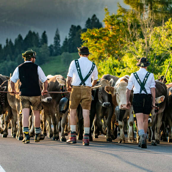 Traditioneller Viehscheid in Oberstaufen im Allgäu.