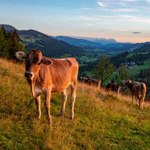Vieh auf den Alpwiesen rundum Oberstaufen im Allgäu