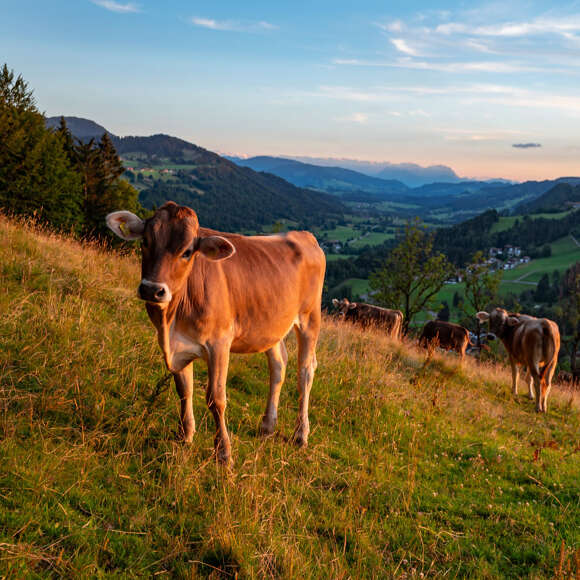 Richtiges Verhalten im Kontakt mit Weidevieh im Allgäu
