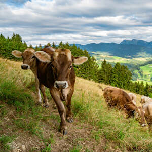 Kuhherde am Kapf mit Bergpanorama im Sommer