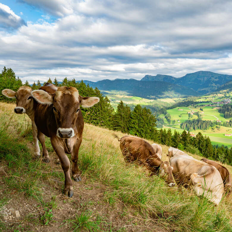 Highlights für den Allgäu-Sommer im Oberstaufen Blog.