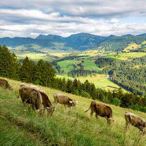 Kühe auf den Wiesen und Bergpanorama: Das ist Oberstaufen im Allgäu.
