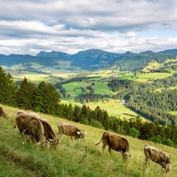 Typisch Allgäu: Kühe auf grünen Wiesen am Kapf mit Blick nach Steibis und Bergpanorama der Nagelfluhkette