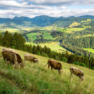 Kühe grasen durch die Wiesen in Oberstaufen