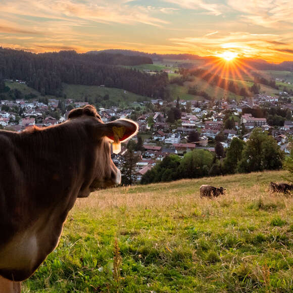 Kuh schaut in den Sonnenuntergang mit Blick auf Oberstaufen