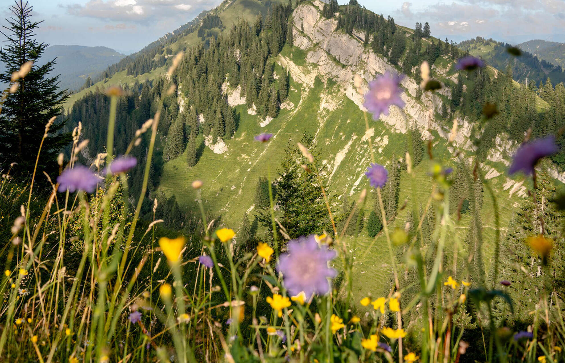 Natur im Sommer auf der Nagefluhkette Blumen vor dem Falkenkopf im Naturpark Nagelfluhkette.