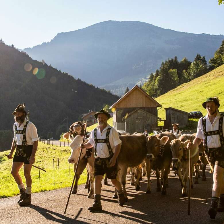 Hirten mit ihrem Viehzug am Viehscheid. Im Hintergrund der Hochgrat.