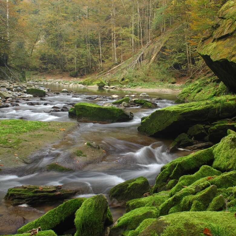 Bach im Wald mit moosigen Steinen im Herbst.