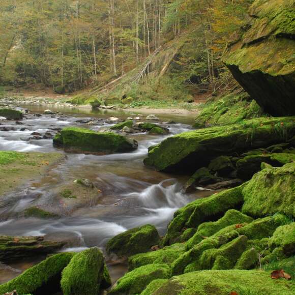 Wasserbachlauch mit mosigen Steinen im Vordergrund.