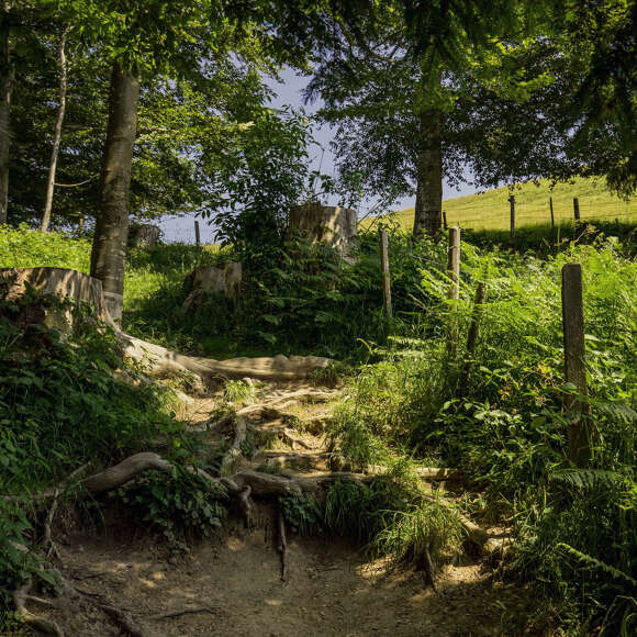 Natürlicher Wanderweg mit Wurzeln durch den Wald.