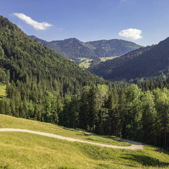 Grüne Natur und Landschaft in den Allgäuer Bergen.