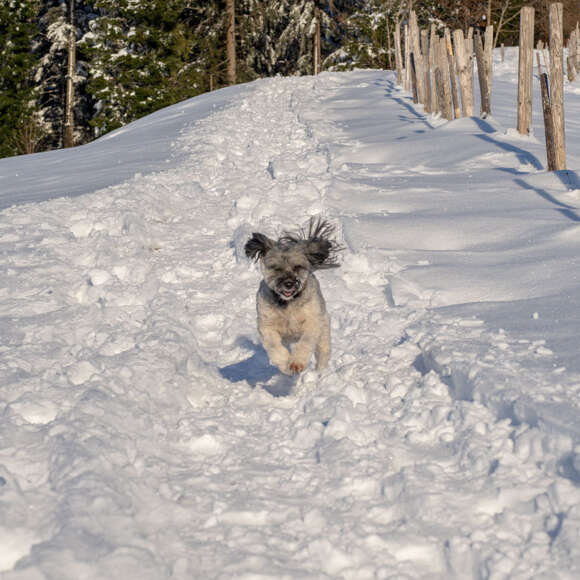 Hund im Allgäuer Winterwunderland Ein kleiner Hund rennt durch den Schnee.