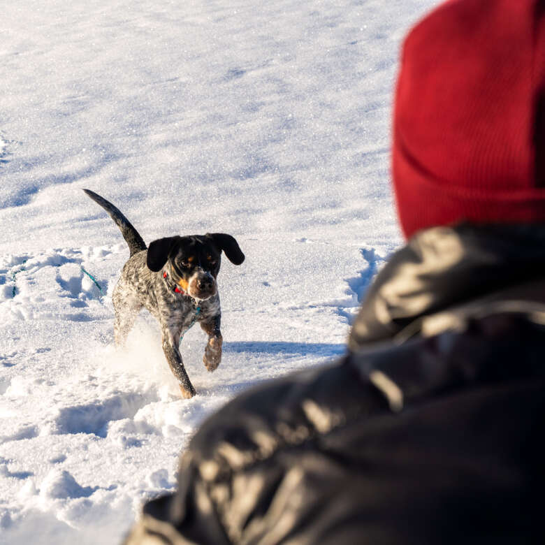 Gassi gehen mit Bergpanorama Ein Hund läuft auf sein Herrchen zu.
