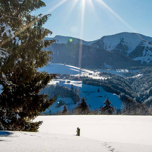 Unberührte Schneelandschaft mit glitzerndem Schnee an einem traumhaften Wintertag in Oberstaufen. Der markante Hochgrat thront über der Allgäuer Natur.